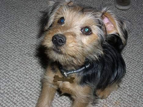 Blanding af racer Nelson billede 7