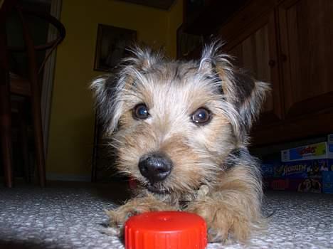 Blanding af racer Nelson billede 8