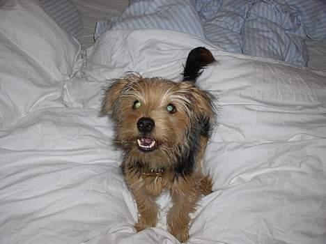 Blanding af racer Nelson billede 9