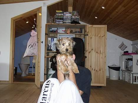 Blanding af racer Nelson billede 10