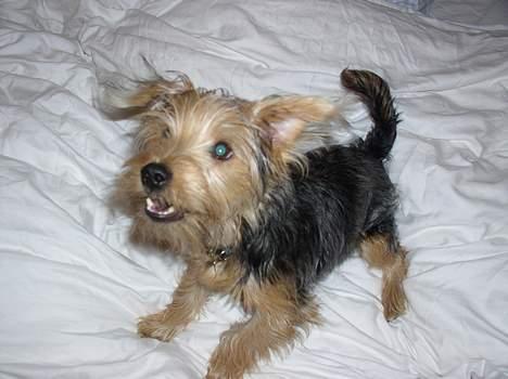 Blanding af racer Nelson billede 11