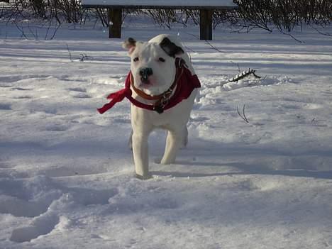 Amerikansk bulldog Razzia billede 9