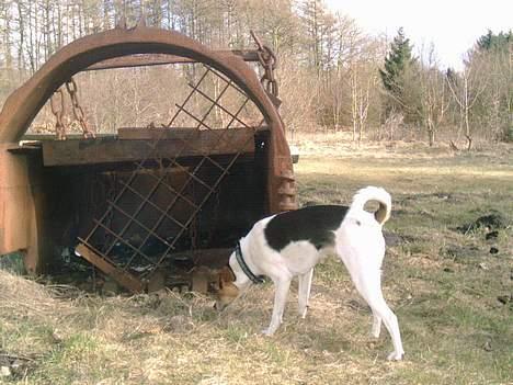 Dansk svensk gaardhund Rita (DØD 02.02.07) - Gravede man virkelig efter kul med sådan en stor skovl billede 16