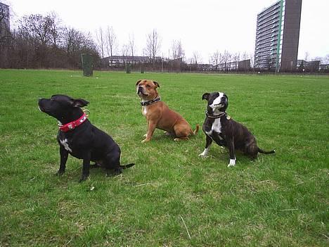 Staffordshire bull terrier Foxy billede 11