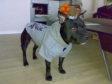 Staffordshire bull terrier Foxy billede 13