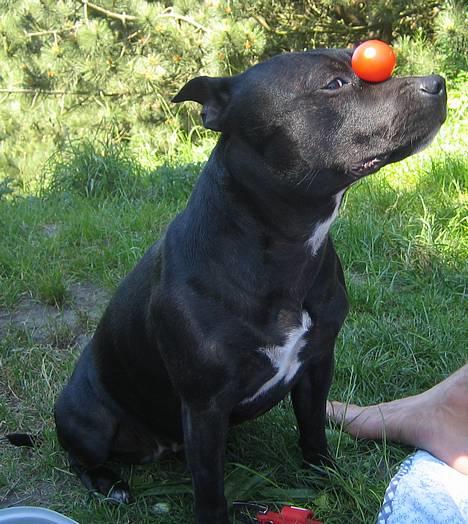 Staffordshire bull terrier Foxy billede 15