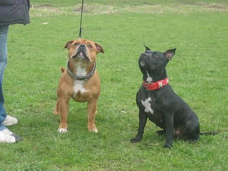 Staffordshire bull terrier Foxy billede 16