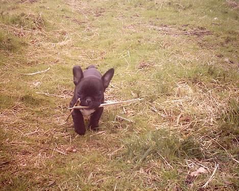 Fransk bulldog Gemelli - på stjernerne - det er mig der er Gemelli :) billede 1