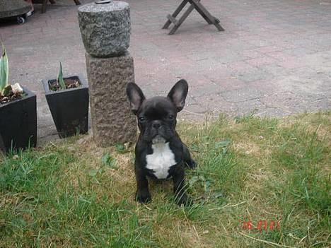 Fransk bulldog Gemelli - på stjernerne - *NYT* nu er jeg blevet større og kan sidde såååå fint :) billede 2