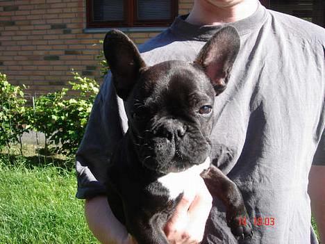 Fransk bulldog Gemelli - på stjernerne - *NYT* se hvor smuk jeg er blevet... billede 3