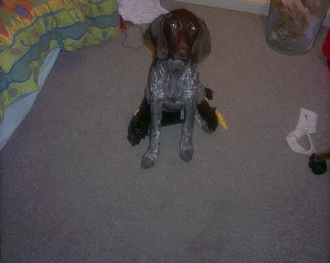 Korthåret hønsehund Emma ( balade mageren) - Man kan vel ikke gøre for at man har charme ? ;b billede 9