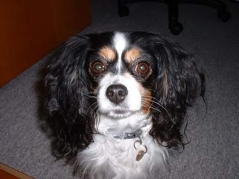 Blanding af racer Maggie - Er jeg ikke bare sød !? (: billede 2