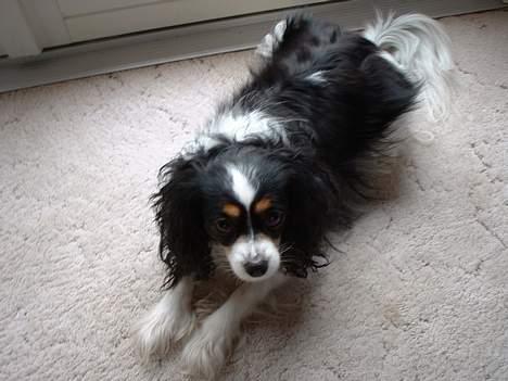 Blanding af racer Maggie - Så tager man lige en slapper ;)  billede 3