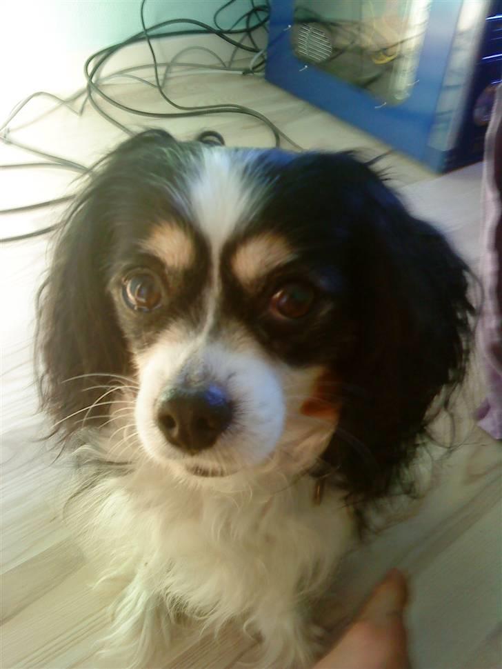 Blanding af racer Maggie billede 4