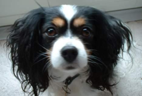 Blanding af racer Maggie - Hej med jer (: billede 5