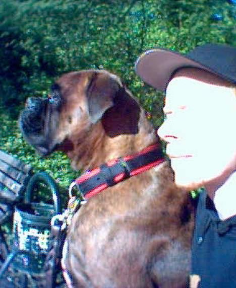 Blanding af racer Carlos *død* - En af de sidste dage med min gamle boxer. Han blev 5 år. billede 17