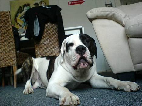 Blanding af racer Carlos *død* - Den sure trold billede 18