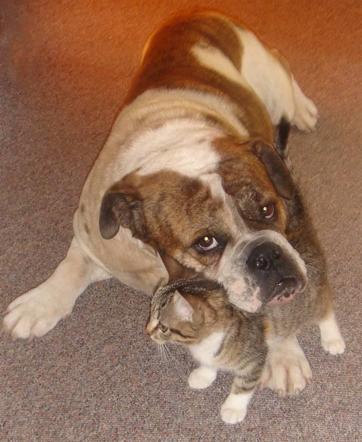 Olde english bulldogge Mr. Møller billede 16
