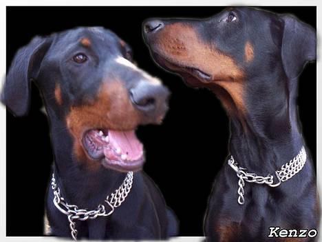 Dobermann **Kenzo** (Omplaceret) - kedet mig lige lidt .. ;P billede 5