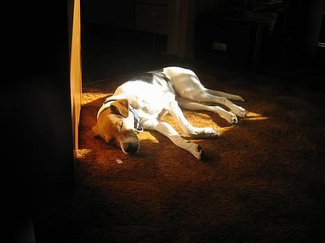 Dansk svensk gaardhund Rita (DØD 02.02.07) - Så er solen kommet, lad mig nyde det ÅHHH billede 17