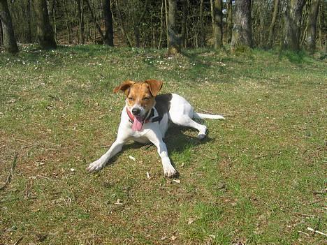 Dansk svensk gaardhund Rita (DØD 02.02.07) - Så er jeg klar til at lege billede 18