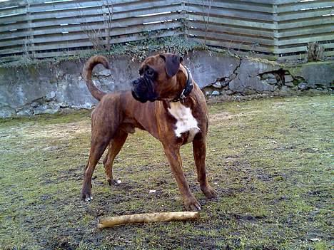 Boxer Bruce  billede 17