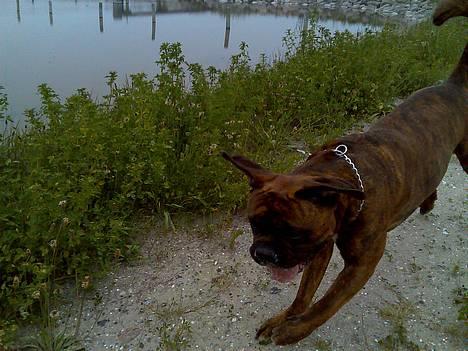 Boxer Bruce  - 10/6-06 Nu også med vinger! he he ;-) billede 18