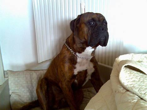 Boxer Bruce  - NYT! 11/9- 2006 billede 19