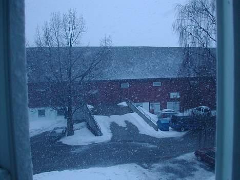 Kleiner münsterländer tinto(død) - det sner!!!!! 4 april 06 billede 19