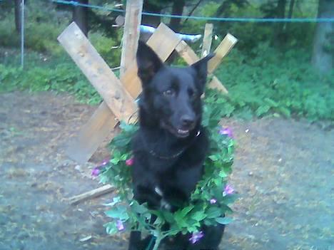 Blanding af racer Victor - Hej og velkommen tl min profil! Jeg hedder Victor og her vil du læse om mig. GOD FORNØJELS! :-) billede 1