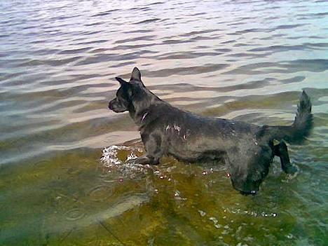 Blanding af racer Victor - Juhhu elsker at være i vandet og hoppe rundt billede 2