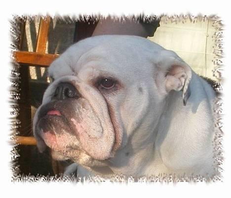 Engelsk bulldog Hertha. R.I.P 26-06-2012 - Snakker i om mig??? billede 1