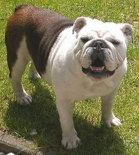 Engelsk bulldog Hertha. R.I.P 26-06-2012 - ahh billede 2