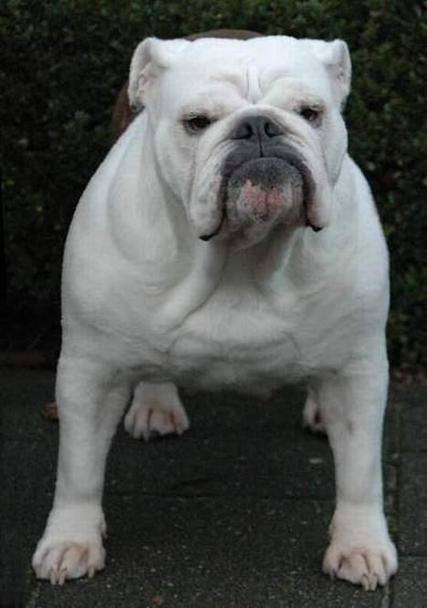 Engelsk bulldog Hertha. R.I.P 26-06-2012 - sur?  billede 3