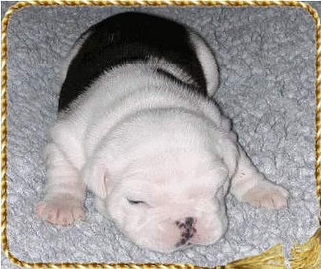 Engelsk bulldog Hertha. R.I.P 26-06-2012 - Her er jeg kun baby, billede 4