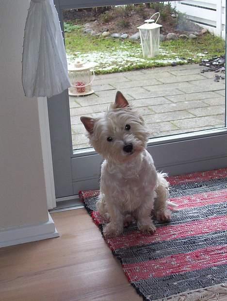 West highland white terrier Quark - Må jeg ikke godt komme ud i haven ? PLEASE!!! billede 18