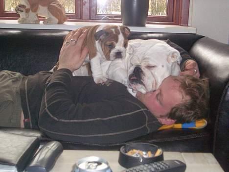 Engelsk bulldog Hertha. R.I.P 26-06-2012 - Ja, og her ligger jeg sammen med min far billede 5