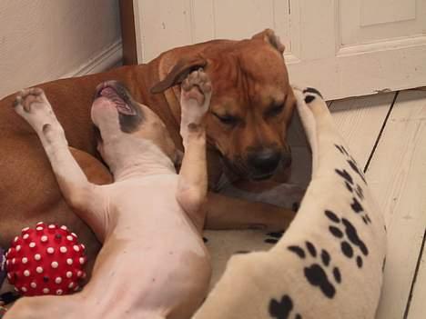 Amerikansk staffordshire terrier Shiva billede 9