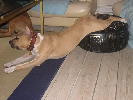 Amerikansk staffordshire terrier Shiva billede 10