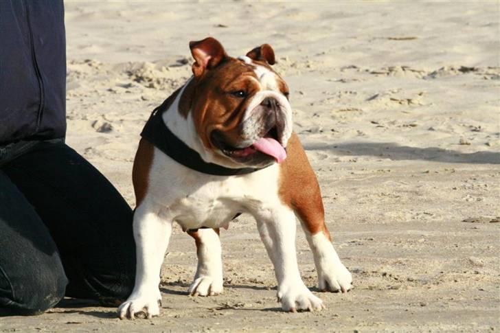 Engelsk bulldog Betty - Hvem er de mennesker? billede 1