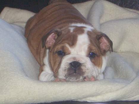 Engelsk bulldog Betty - Ha, jeg har lige nappet sofaen billede 2