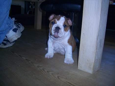 Engelsk bulldog Betty - åh, det er hårdt at være ny hund i familien billede 3