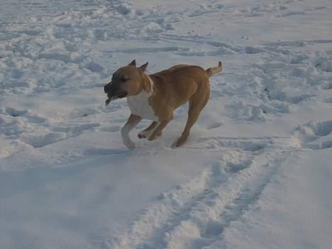 Amerikansk staffordshire terrier Shiva billede 11