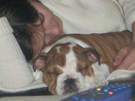 Engelsk bulldog Betty - Det er så dejligt at putte ved mor billede 4