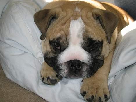 Engelsk bulldog Bertha billede 8