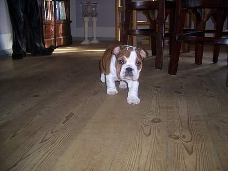 Engelsk bulldog Betty - Hey her kommer jeg billede 5