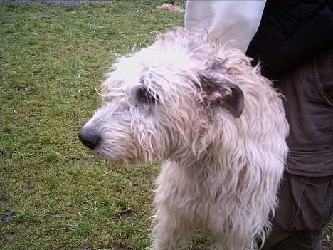 Irsk ulvehund Tumling - Tumling   , 5 år  på billedet  billede 1