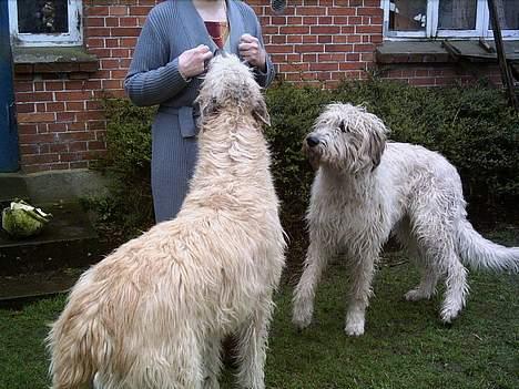 Irsk ulvehund Tumling - Tumling og Candy   tigger  guffer   billede 2