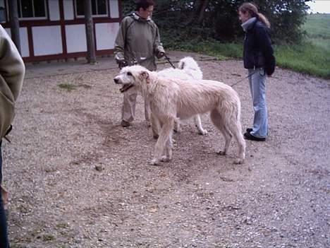 Irsk ulvehund Tumling - Tumling og Candy  ved  Frøbjerg Baunehøj ( Fyn )  billede 3