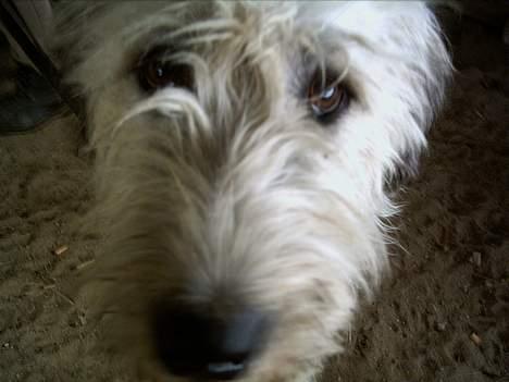 Irsk ulvehund Tumling - Nærkontakt af 1erste grad  billede 4